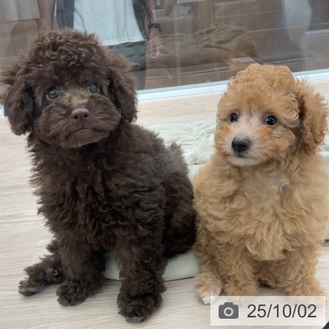 トイ・プードルの写真