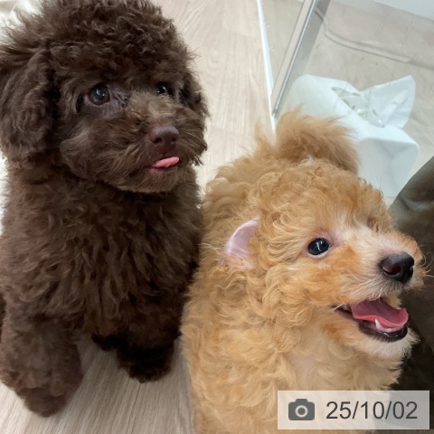 トイ・プードルの写真