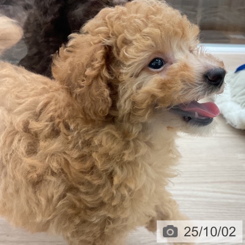 トイ・プードルの写真