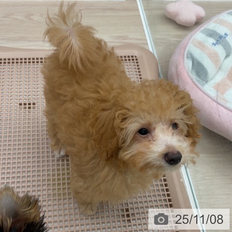 トイ・プードルの写真