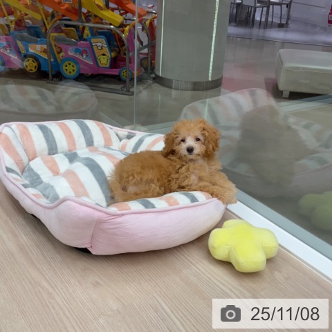 トイ・プードルの写真