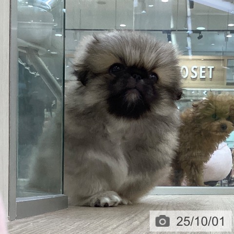 ペキニーズの写真
