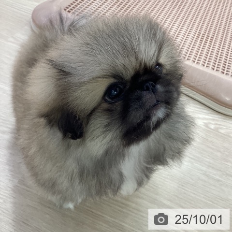 ペキニーズの写真