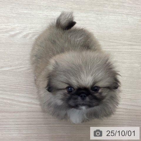 ペキニーズの写真