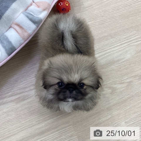ペキニーズの写真