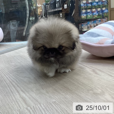 ペキニーズの写真