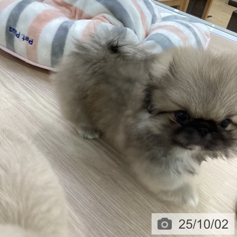 ペキニーズの写真