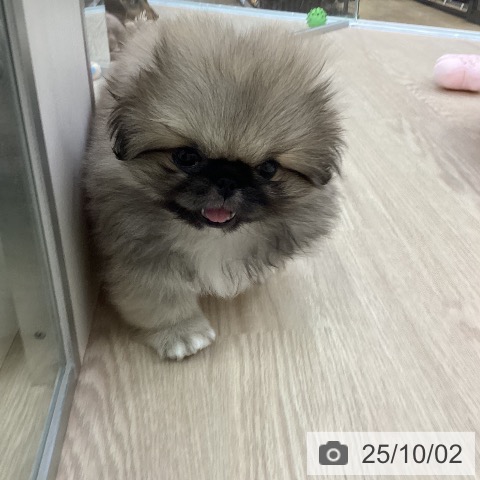 ペキニーズの写真