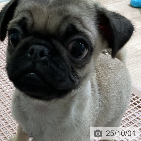 パグの写真