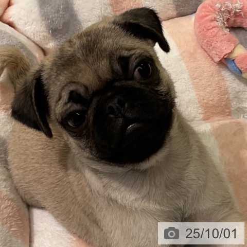 パグの写真