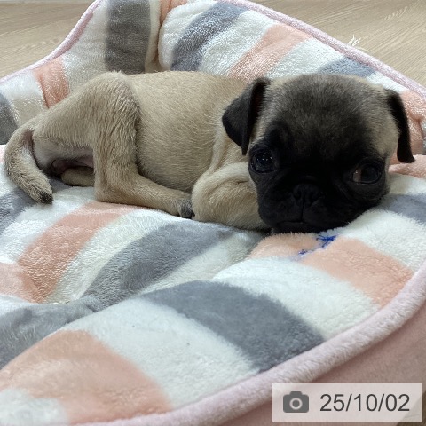 パグの写真