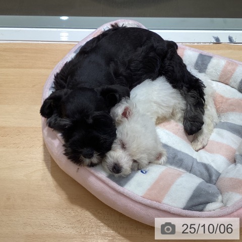 ビション・フリーゼの写真