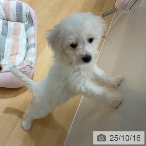 ビション・フリーゼの写真