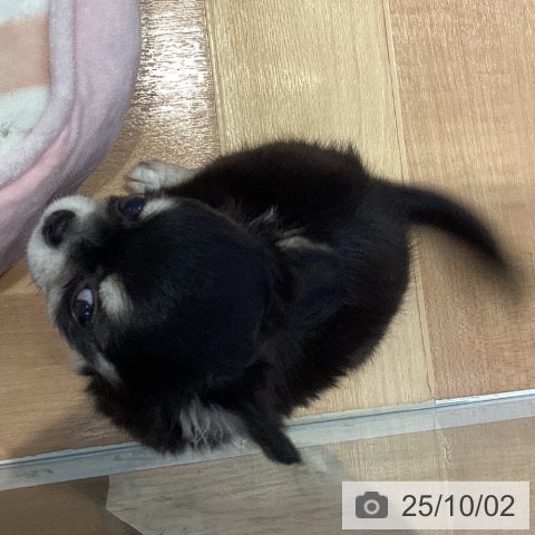 チワワの写真