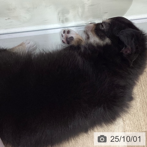 チワワの写真