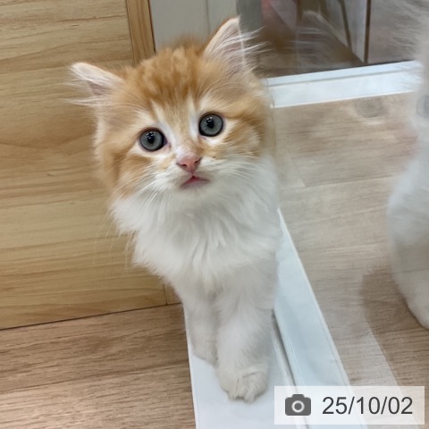 ラガマフィンの写真