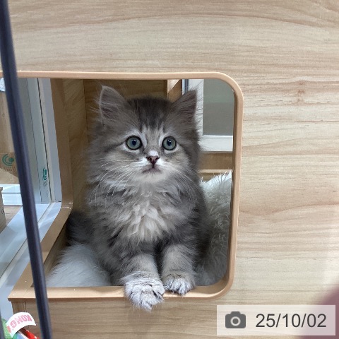 ラガマフィンの写真