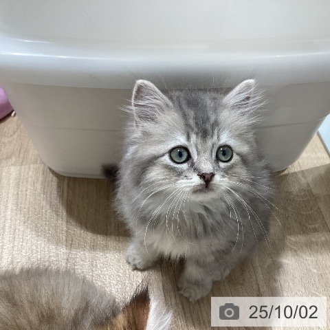 ラガマフィンの写真