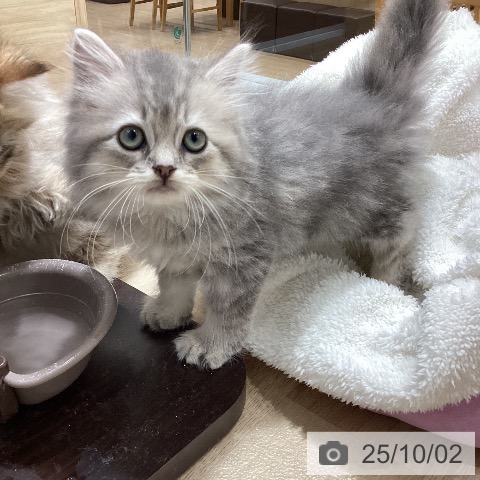 ラガマフィンの写真