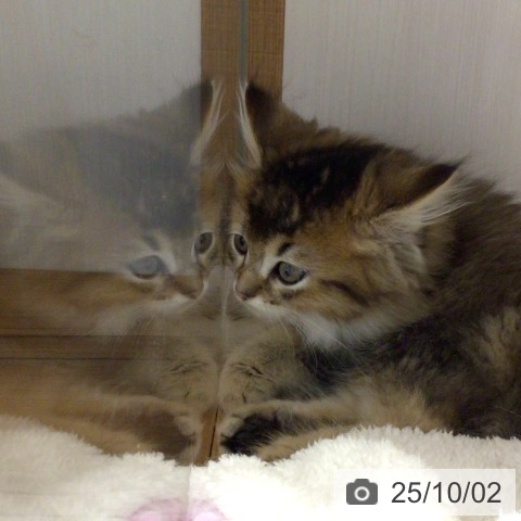ラガマフィンの写真