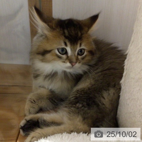 ラガマフィンの写真