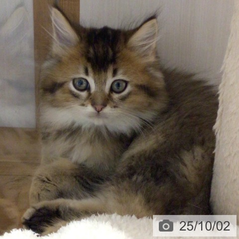 ラガマフィンの写真