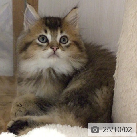 ラガマフィンの写真