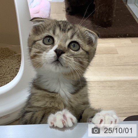 スコティッシュフォールドの写真