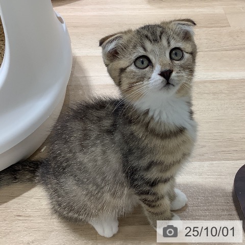スコティッシュフォールドの写真