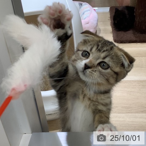 スコティッシュフォールドの写真