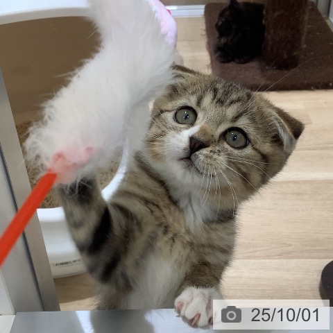 スコティッシュフォールドの写真
