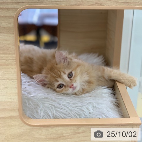 ラガマフィンの写真