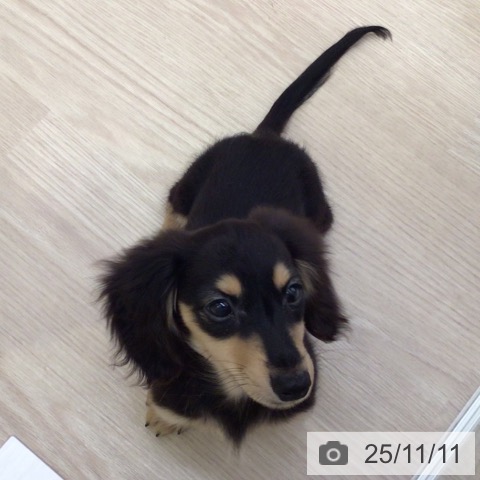 ミニチュア・ダックスフンドの写真