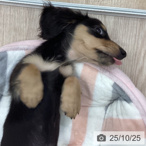 ミニチュア・ダックスフンドの写真