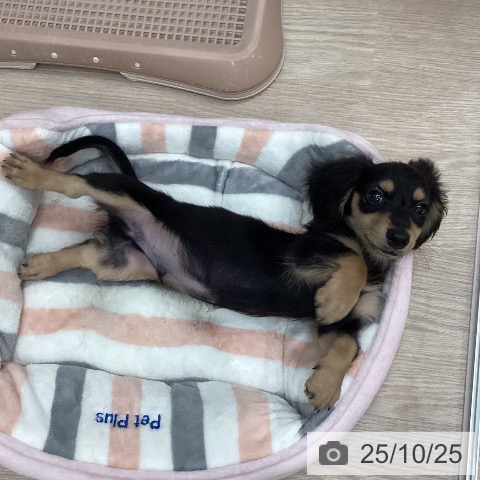 ミニチュア・ダックスフンドの写真