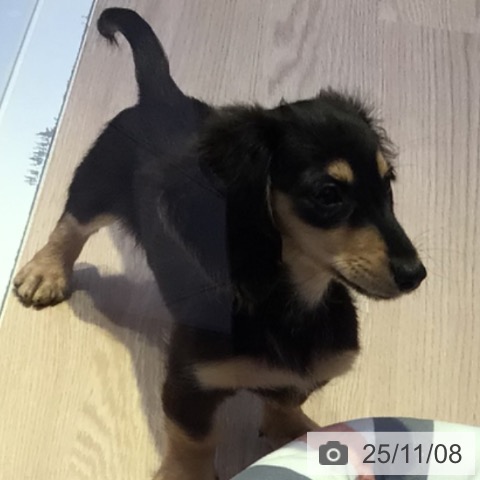 ミニチュア・ダックスフンドの写真