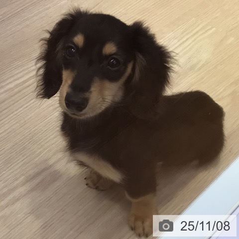 ミニチュア・ダックスフンドの写真