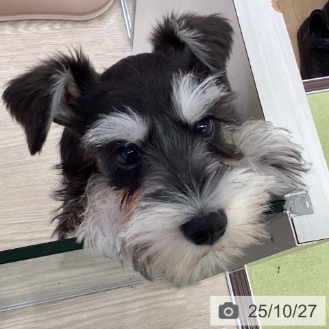 ミニチュア・シュナウザーの写真