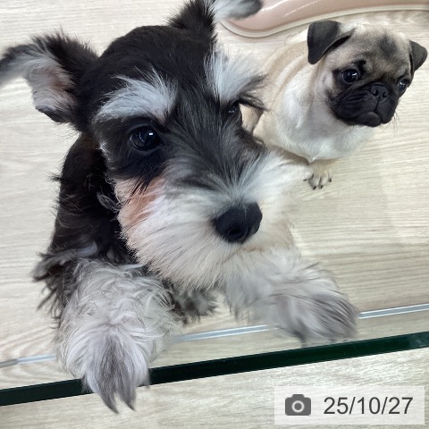 ミニチュア・シュナウザーの写真