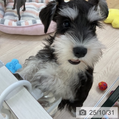 ミニチュア・シュナウザーの写真