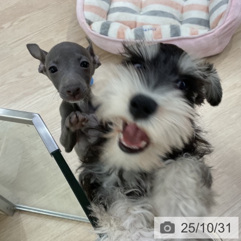 ミニチュア・シュナウザーの写真