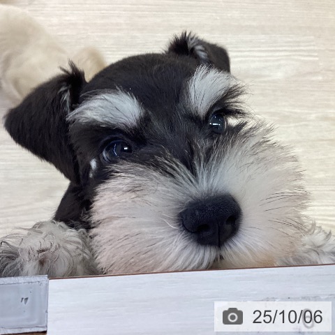 ミニチュア・シュナウザーの写真