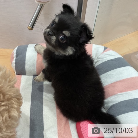 チワワの写真