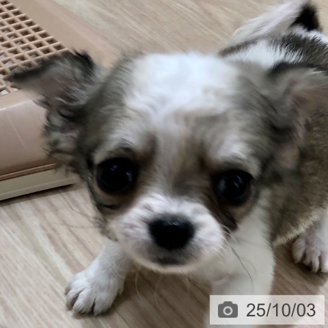 チワワの写真