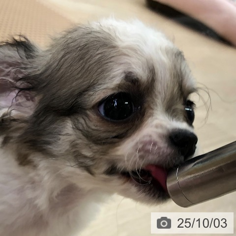 チワワの写真