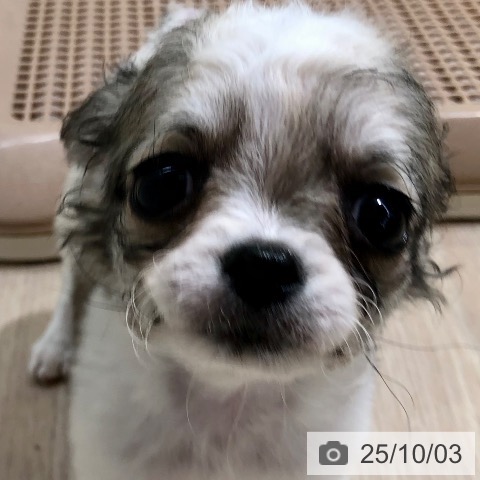 チワワの写真