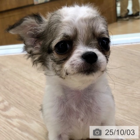 チワワの写真