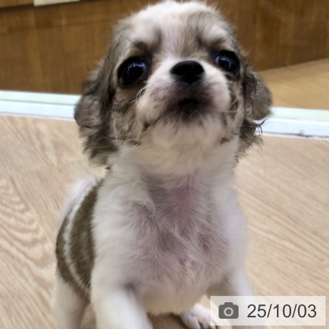 チワワの写真