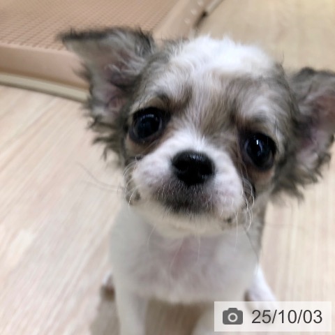 チワワの写真
