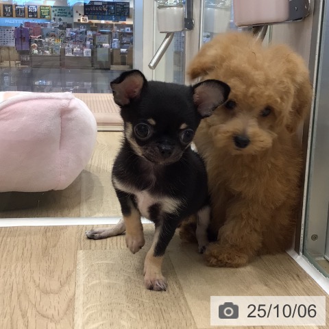 チワワの写真